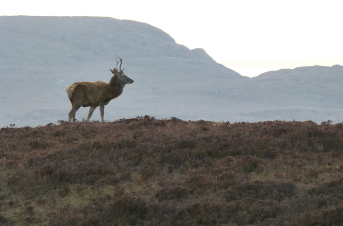 Red Deer Stag at 8.00 p.m. on the road to Durness