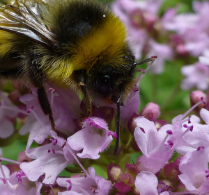 Bee on Marjoram