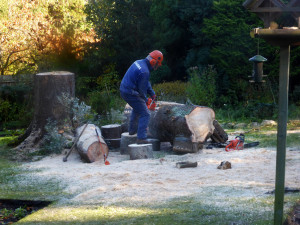 The last bit of our massive tree bites the dust!