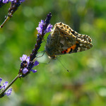 Painted Lady on Lavender