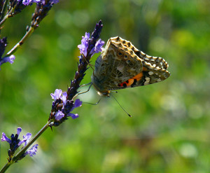 Painted Lady on Lavender