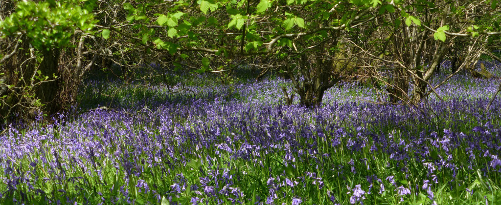 Bluebell Woodland