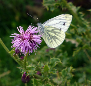 Green-veined White Butterfly