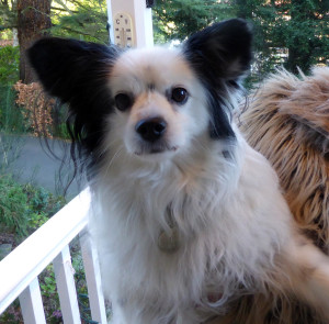 Papillon Dog