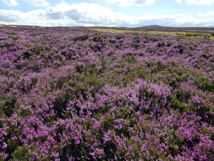 Moorland Heather