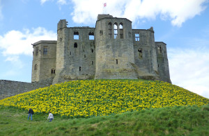 Daffodils at Warkworth Castle
