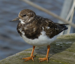 Turnstone at Amble