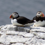 Puffins