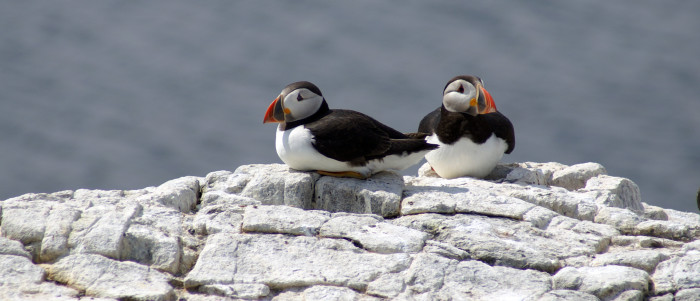 Puffins