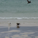 Skua piracy. As the Skua stands over his prize, a rival comes in.