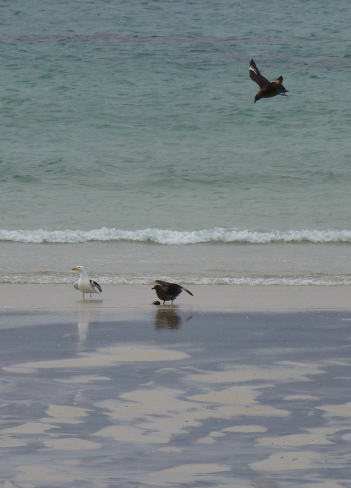 Skua piracy. As the Skua stands over his prize, a rival comes in.